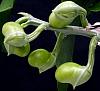 Catasetum pileatum 'Pierre Couret' x expansum-orchids-catasetum-pileatum-pierre-couret-expansum-001-jpg