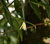 Extremely short blooming Sobrailia?-dsc01317-sobralia-mucronata-blooming-umarked-share-jpg