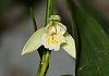 Extremely short blooming Sobrailia?-dsc01311-sobralia-mucronata-blooming-unmarked-share-jpg