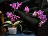 New Orchid Rescuer!-1026171827-jpg