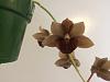 Fdk. Majestic Orchids Shopper-4d1c72fa-1ee2-4b62-9b8b-5e6fcc71d950-jpg
