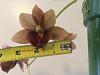 Fdk. Majestic Orchids Shopper-1b9373a8-878c-42b7-baf1-2310ffa1d974-jpg