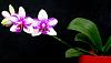 Phalaenopsis Jia Ho Summer Love-orchids-phalaenopsis-jia-ho-summer-love-jpg