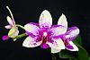 Phalaenopsis Jia Ho Summer Love-orchids-phalaenopsis-jia-ho-summer-love-002-jpg