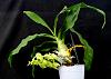 Catasetum pileatum 'Pierre Couret' x expansum-orchids-catasetum-pileatum-pierre-couret-expansum-002-jpg