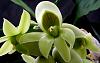 Catasetum pileatum 'Pierre Couret' x expansum-orchids-catasetum-pileatum-pierre-couret-expansum-006-jpg