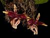 Please Post Your Most Bizarre Orchid Flower.-1333_stanhopea-nigroviolacea-jpg