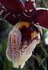 Please Post Your Most Bizarre Orchid Flower.-601c_stanhopea-nigroviolacea-jpg
