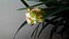 Clivia nobilis-1105170846-jpg