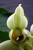 Catasetum pileatum 'Pierre Couret' x expansum-orchids-catasetum-pileatum-pierre-couret-expansum-008-jpg