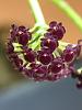 Platystele umbellata flowering-250fe280-1b78-4e25-a2c6-da6103602ded-jpg