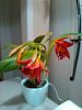 My First Cattleya about to bloom-kimg0327-jpg