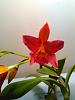 My First Cattleya about to bloom-kimg0326-jpg