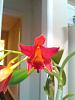 My First Cattleya about to bloom-kimg0328-jpg