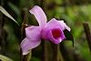 Orchids around the Yard.-dsc01098-blooming-sobralia-decora-orchid-share-jpg