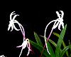 Shutennou-orchids-neofinetia-shutennou-005-jpg