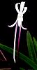 Shutennou-orchids-neofinetia-shutennou-008-jpg