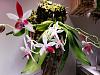 Phalaenopsis tetraspis-20171111_171139-jpg