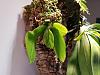 Phalaenopsis tetraspis-20171111_171428-jpg