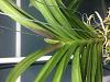 Rescued a vanda from Rona, now what?-img_5068-jpg