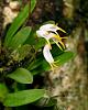 Orchids near Arenal, Costa Rica-dsc01485-masdevallia-chontalensis-situ-sushare-jpg