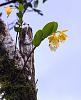 Orchids near Arenal, Costa Rica-dsc01488-oerstedella-wallisii-situ-sushare-jpg
