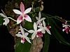 P speciosa var. christiana, 4th time blooming in 1 year!-20171113_220532-jpg