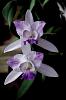 Cattleya walkerinter - Sophronitis cernua-cattleya-walkerinter-jpg