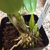 Dendrobium spectabile roots turning brown-dendrobiumbrownroots-jpg