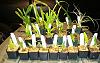 1 worth of Olympic Orchids-olympicorchidsorder_20171124_seca-jpg