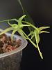 Angraecum Calceolus-img_7928-jpg
