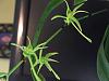 Angraecum Calceolus-img_7932-jpg