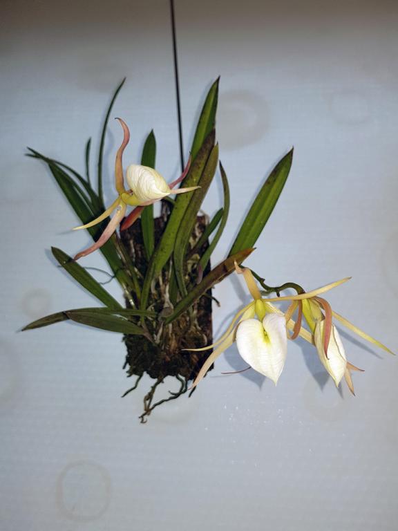 Brassavola nodosa - flower spikes!-nodosa1-jpg