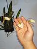 Brassavola nodosa - flower spikes!-nodosa2-jpg