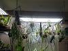 Growing Mounted Orchids Under Lights-20171202_121027-2-jpg