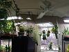 Growing Mounted Orchids Under Lights-20171202_121059-2-jpg