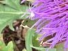 the itsy bitsy spider-img_3102-jpg