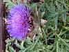 the itsy bitsy spider-img_3094-jpg
