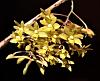 Dendrobium ionopus-ionopus-10-jpg