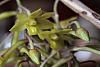 Dendrobium ionopus-ionopus-9-jpg