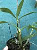 What kind of Dendrobium?-78637ce5-42bb-4028-9595-0097560386f7-jpg