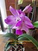 Orchid identification-2017-11-20-10-55-08-jpg