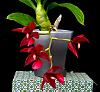 Cycnodes Wine Delight-orchids-cycnodes-wine-delight-jpg