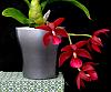 Cycnodes Wine Delight-orchids-cycnodes-wine-delight-001-jpg