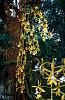 Orchids around the Yard.-dsc01917-epidendrum-stamfordianum-sushare-jpg