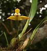 Orchids around the Yard.-dsc01956-maxillaria-sp-orchid-sushare-jpg
