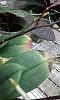Phalaenopsis leaf tip problems-004-jpg