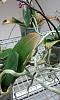 Phalaenopsis leaf tip problems-007-jpg