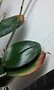 Phalaenopsis leaf tip problems-009-jpg