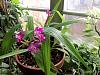 New Orchid-gedc0102-jpg
